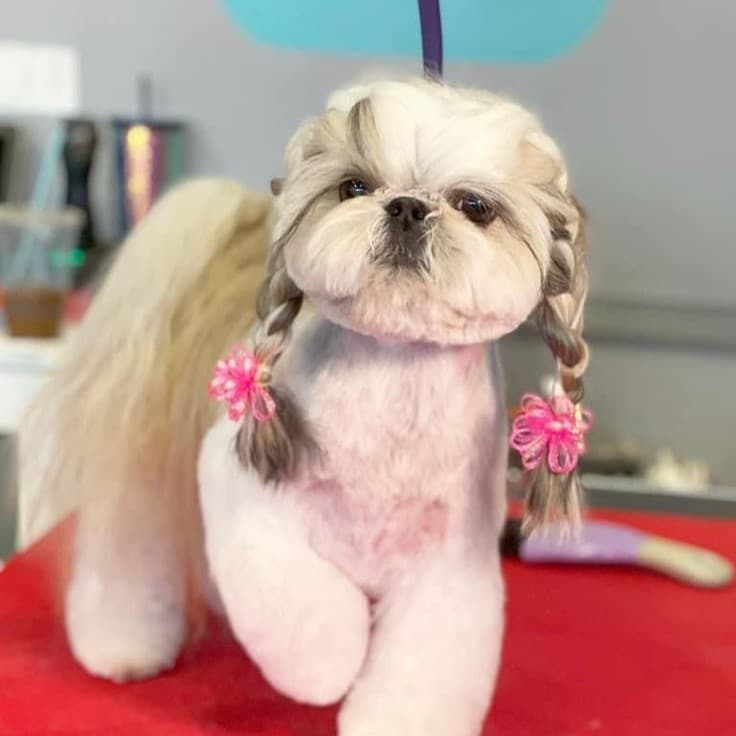 Canine Charisma Meets Chic Style